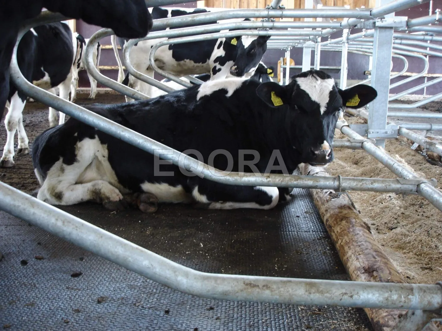 Резиновые маты из крошки для коров и КРС в Мегионе